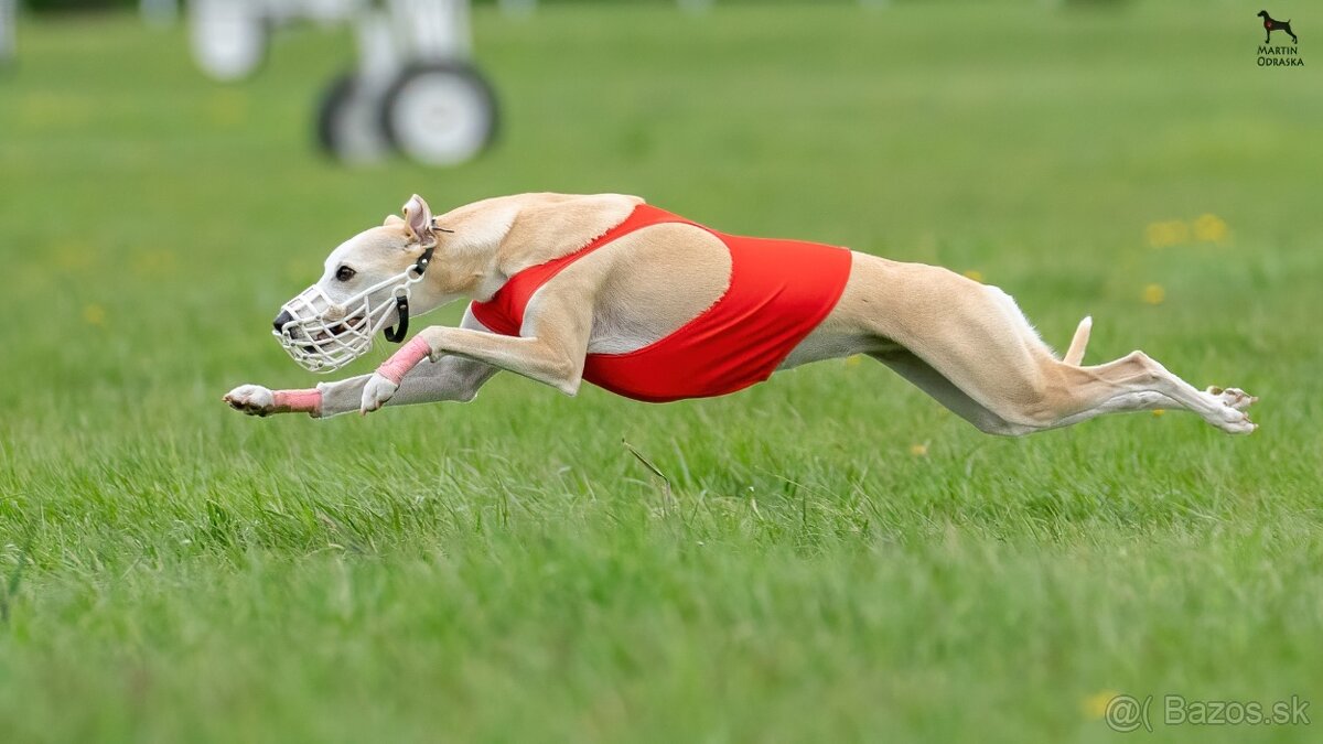 Šteniatka Vipet / Whippet - 7