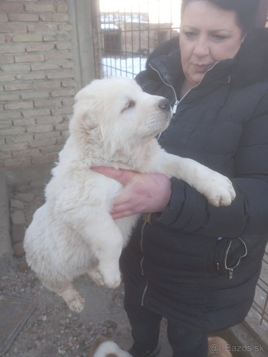 Stredoázijský ovčiak – šteniatka - 7