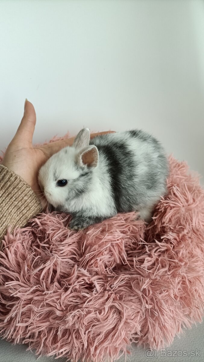 Zdrobnené kraliky - 7