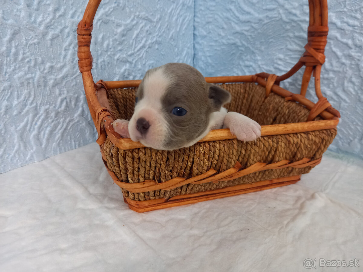 Boston ,Bostonský terrier - 7