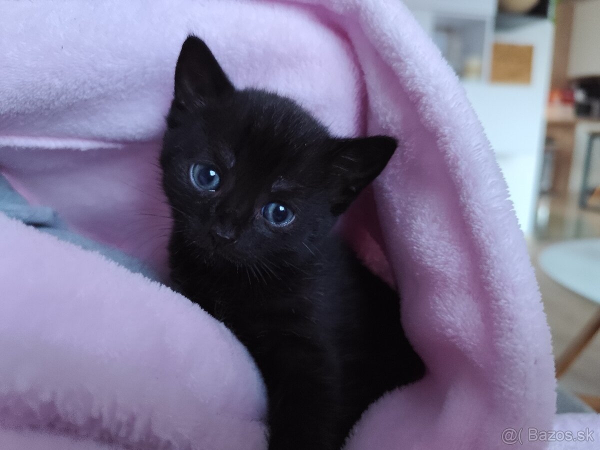 Darujem mačiatko - 7