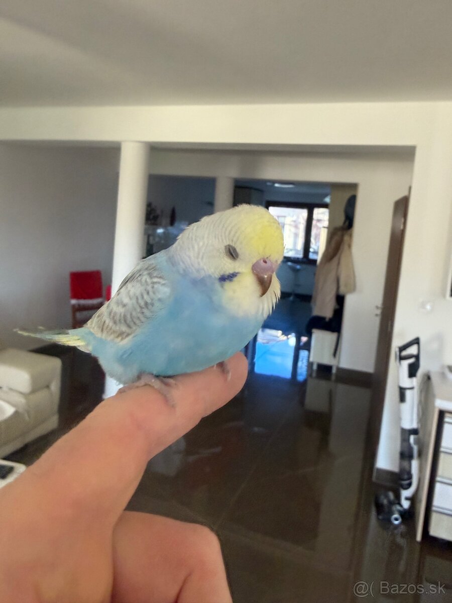 Andulka Maznačik - 7