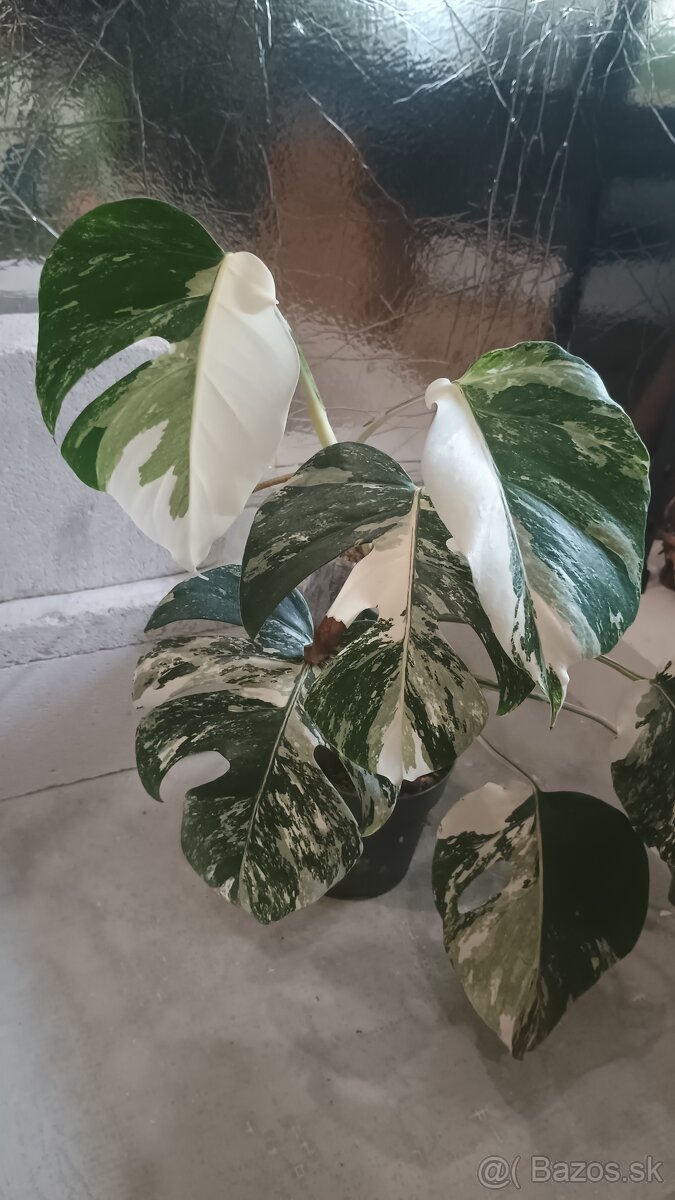 Monstera albo a aurea - 7
