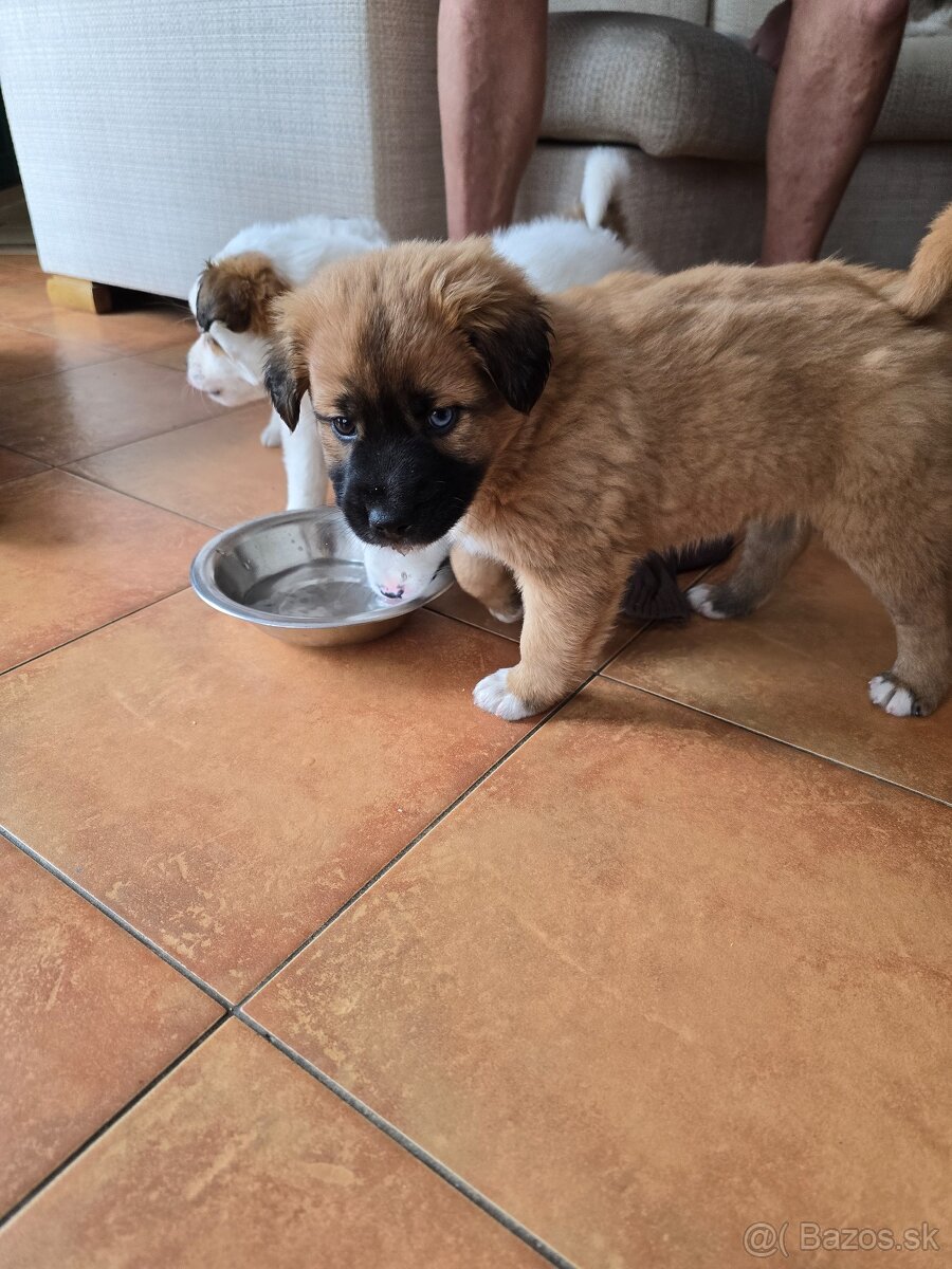 Krásne Šteniatko - 7