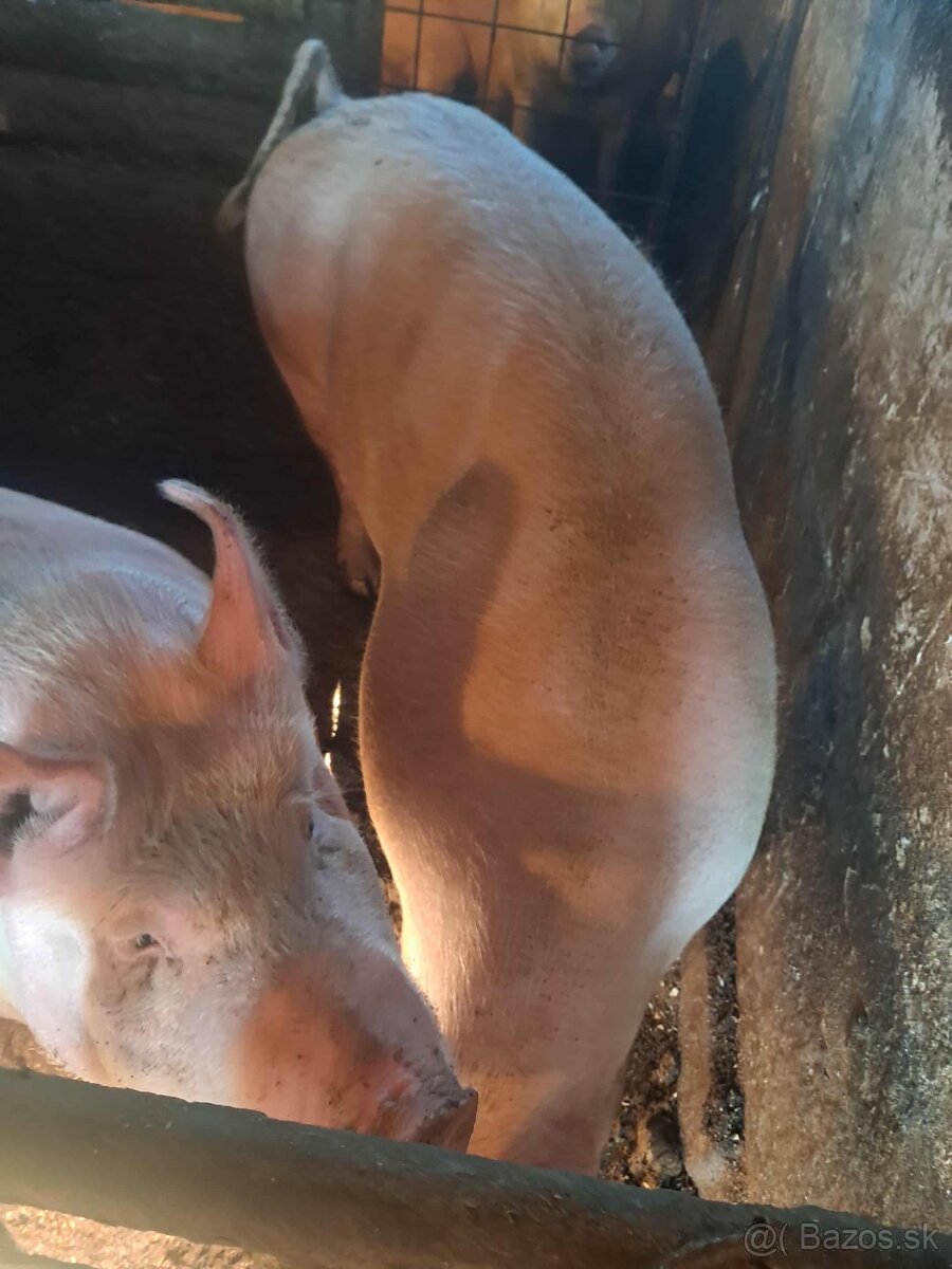 Predam ošípané - 7