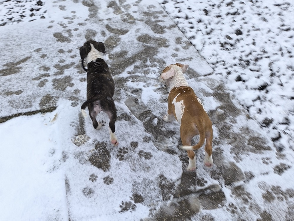 AMERICKÝ STAFORDŠÍRSKY TERIÉR s PP - 7