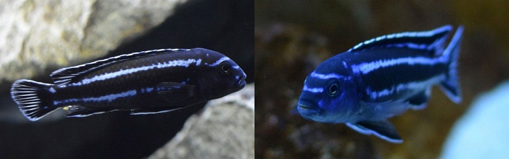 Africké cichlidy - 7