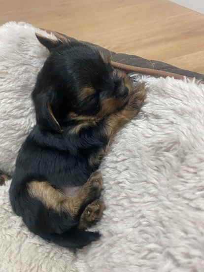 YORKSHIRE TERRIER - 7