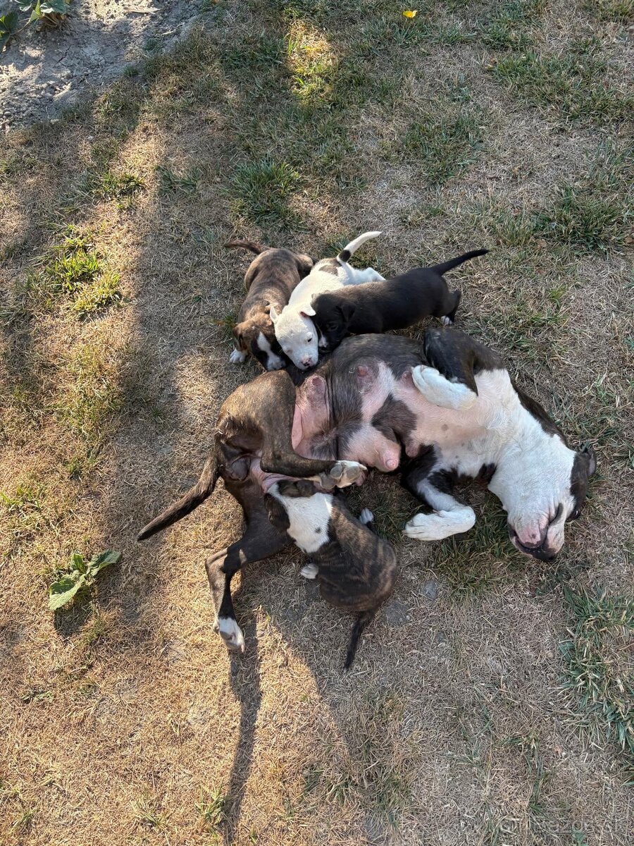 Predám šteniatka Staforda - 7