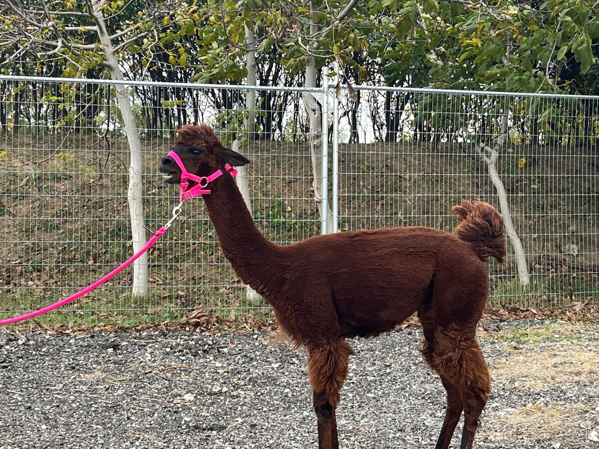 VÝHODNÁ CENA Alpaka samica - 7