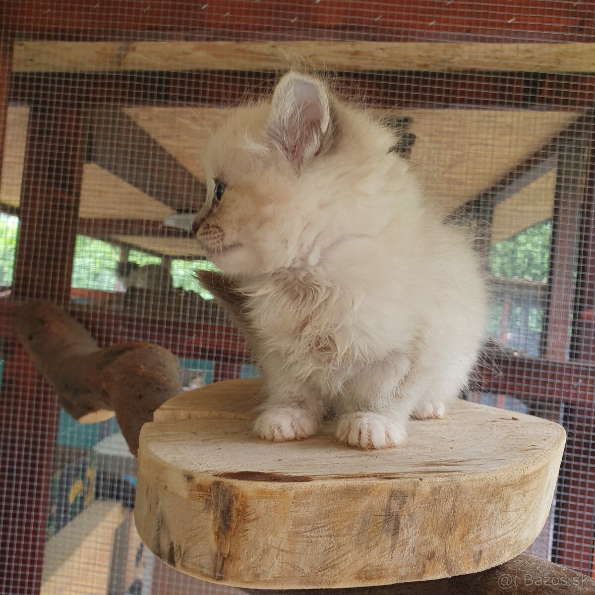 Ponukam maciatka ragdoll - 7