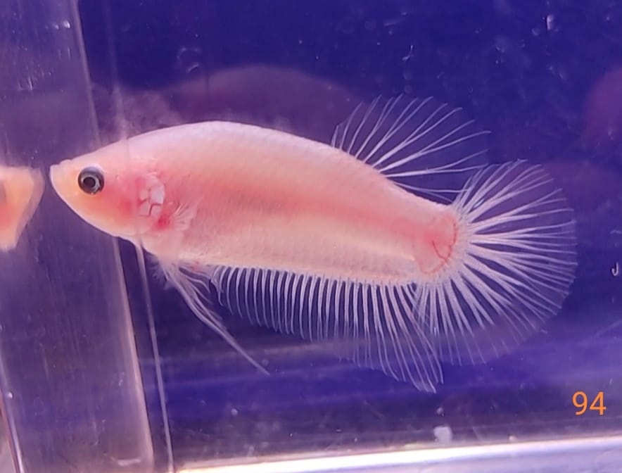 Bojovnice celofan samec shorttail - 7