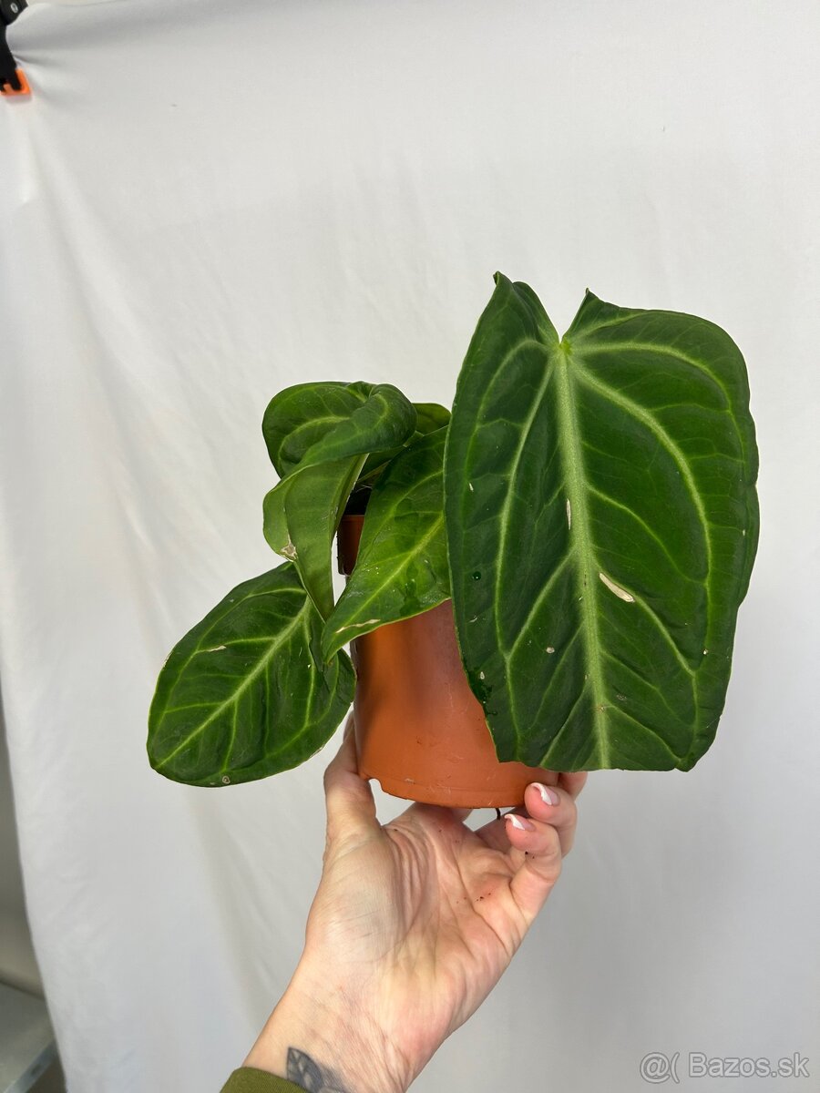 Anthurium Villenaorum - 7