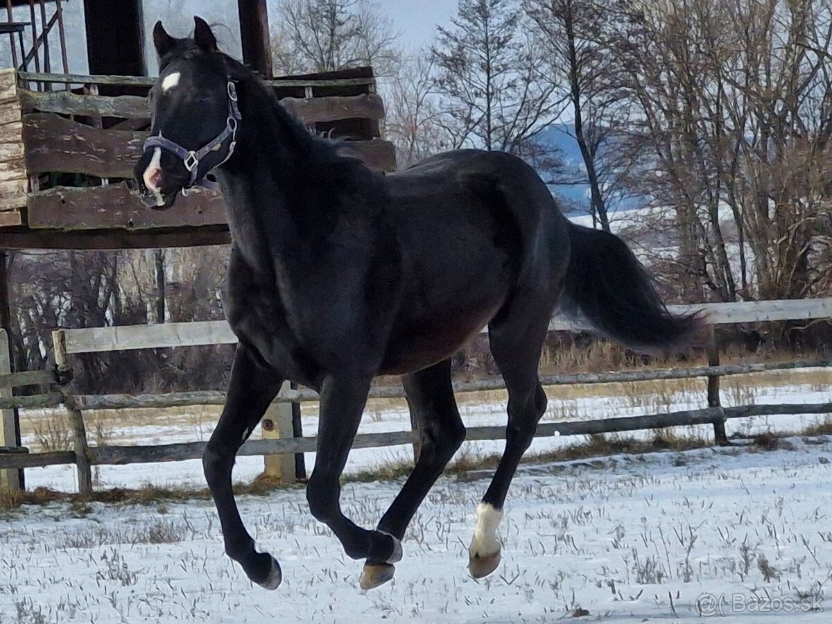 appaloosa žrebček - 7