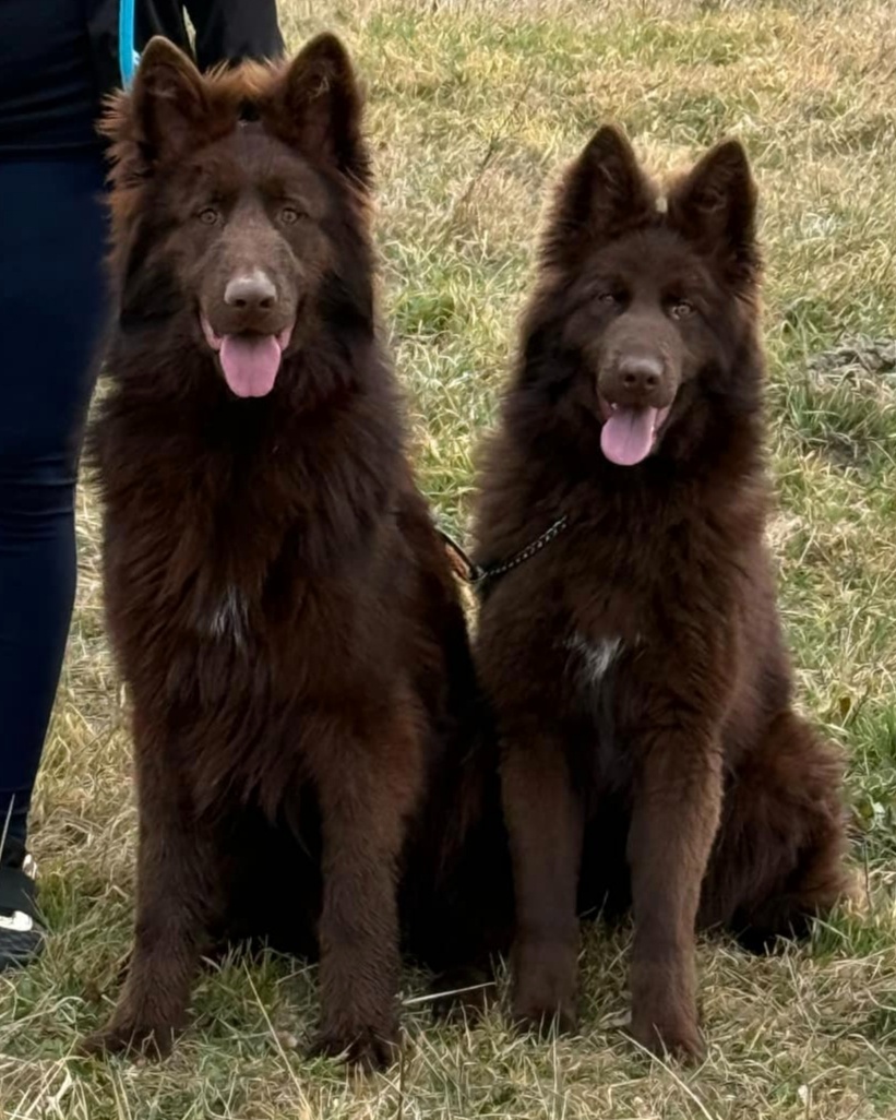 Nemecký ovčiak bez PP šteniatka - 7