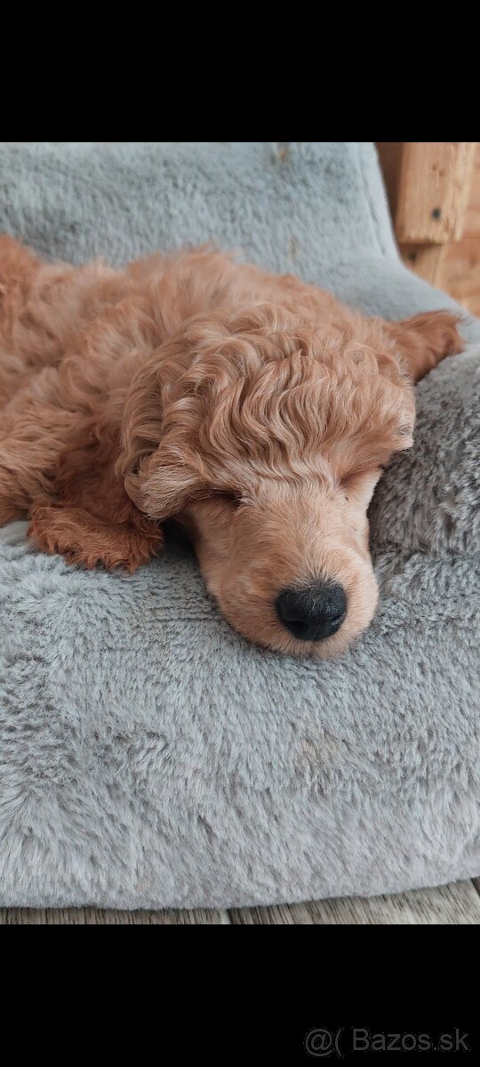 Pudel pudlik toy/trpaslík s PP - 7