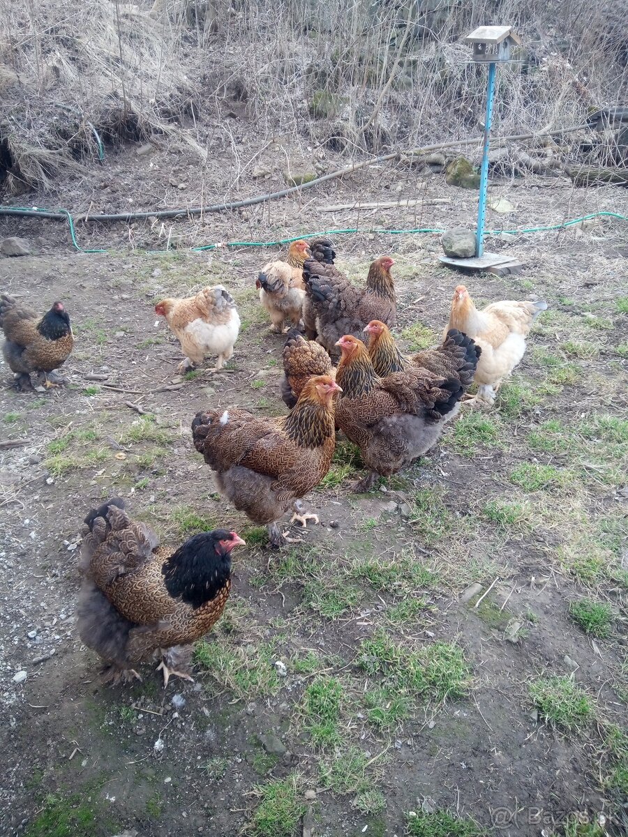 Brahmanky jar. NV 1,50€ - 7