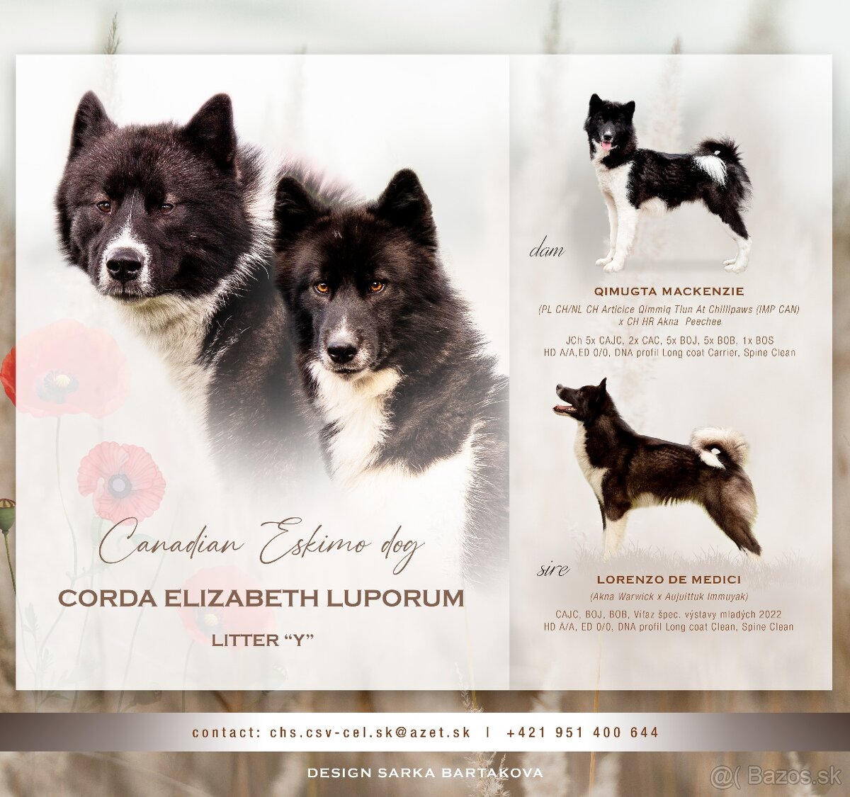 Aljašský malamut /Kanadsko eskimácky pes s PP - 7