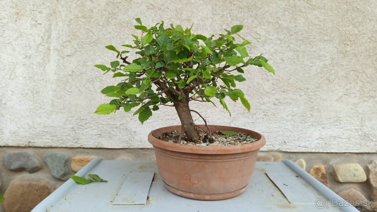 bonsai,bonsaj-hrab 34 - 7