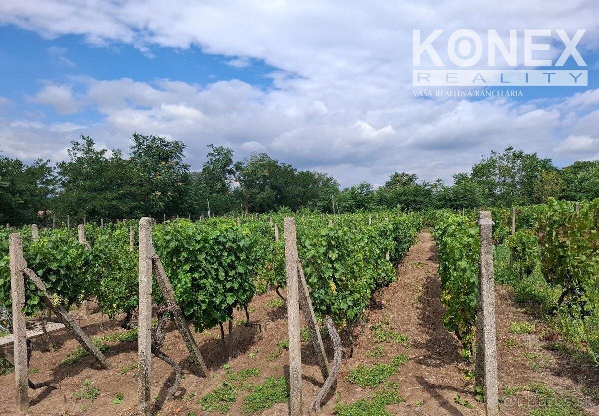 ID-4650 NA PREDAJ Vinohrad - STREDA NAD BODROGOM - 7