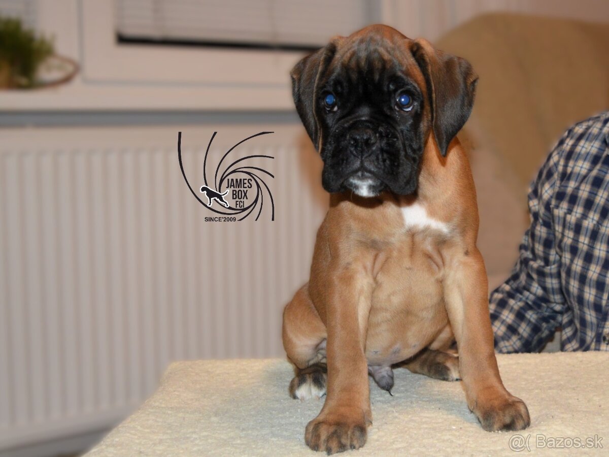 Nemecký boxer- psík s PP - 7