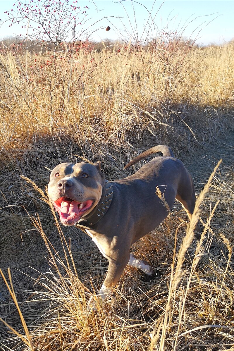 Americký stafordšírsky terier - krytie - 7
