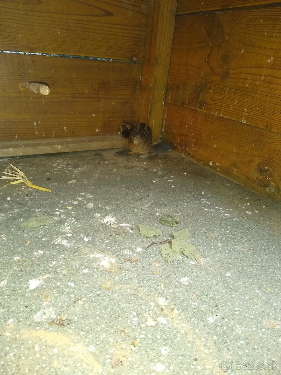 Predám prepelice činske - 7