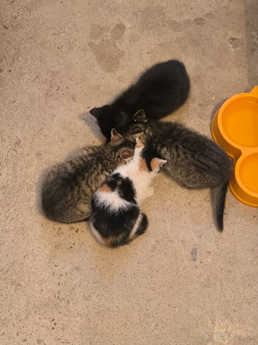 HĽADÁME SI DOMOV U LÁSKAVÉHO ČLOVIEČIKA - 7