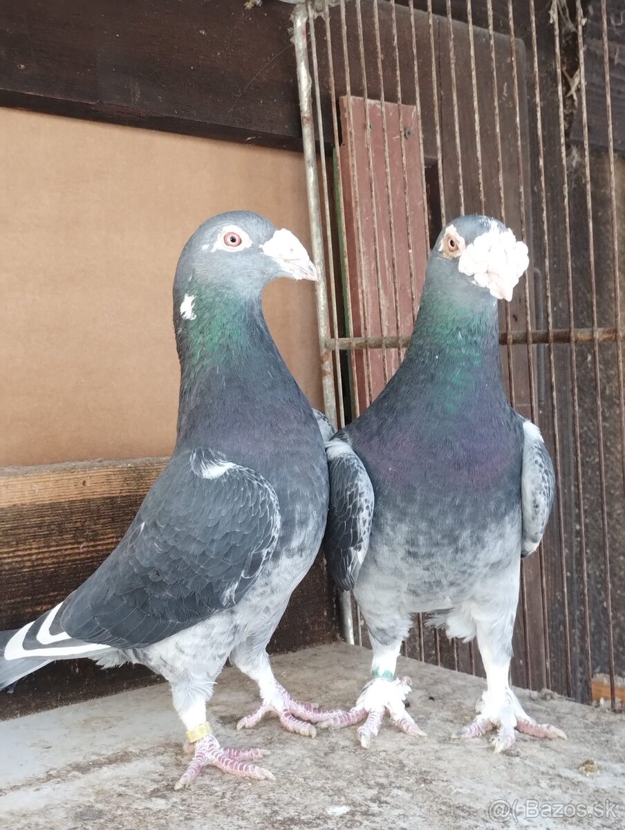 Staropolské holuby - 7