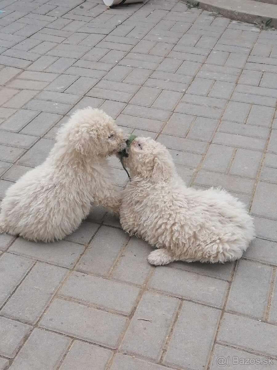 KOMONDOR ŠTENIATKA - 7
