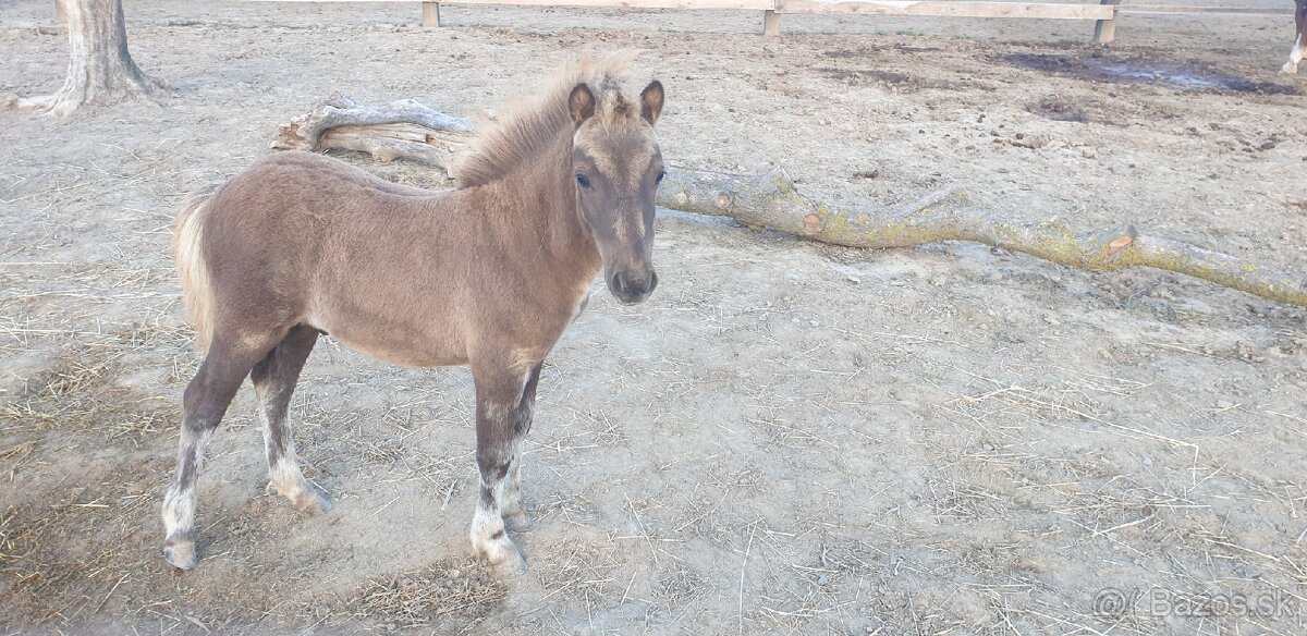 Predam shetlad ponika - 7