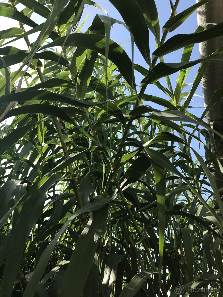 Predám BAMBUS, Bambusovú hľúzu - 7