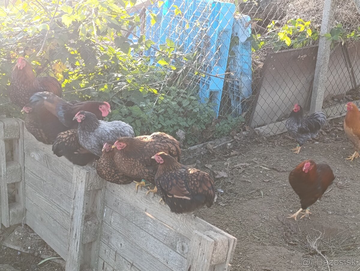 Zdrobnelá wyandotka - 7