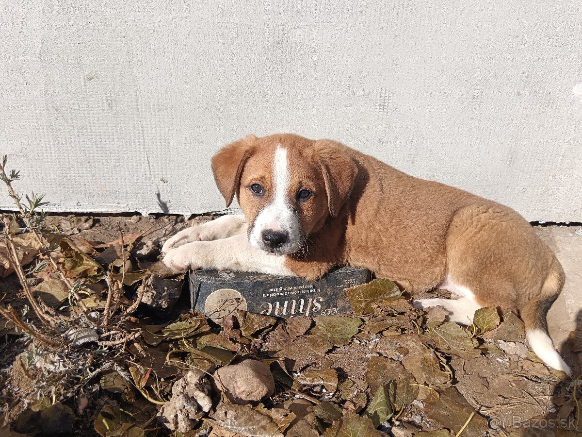 Šteniatka - mama Bernský salašnícky pes - 7