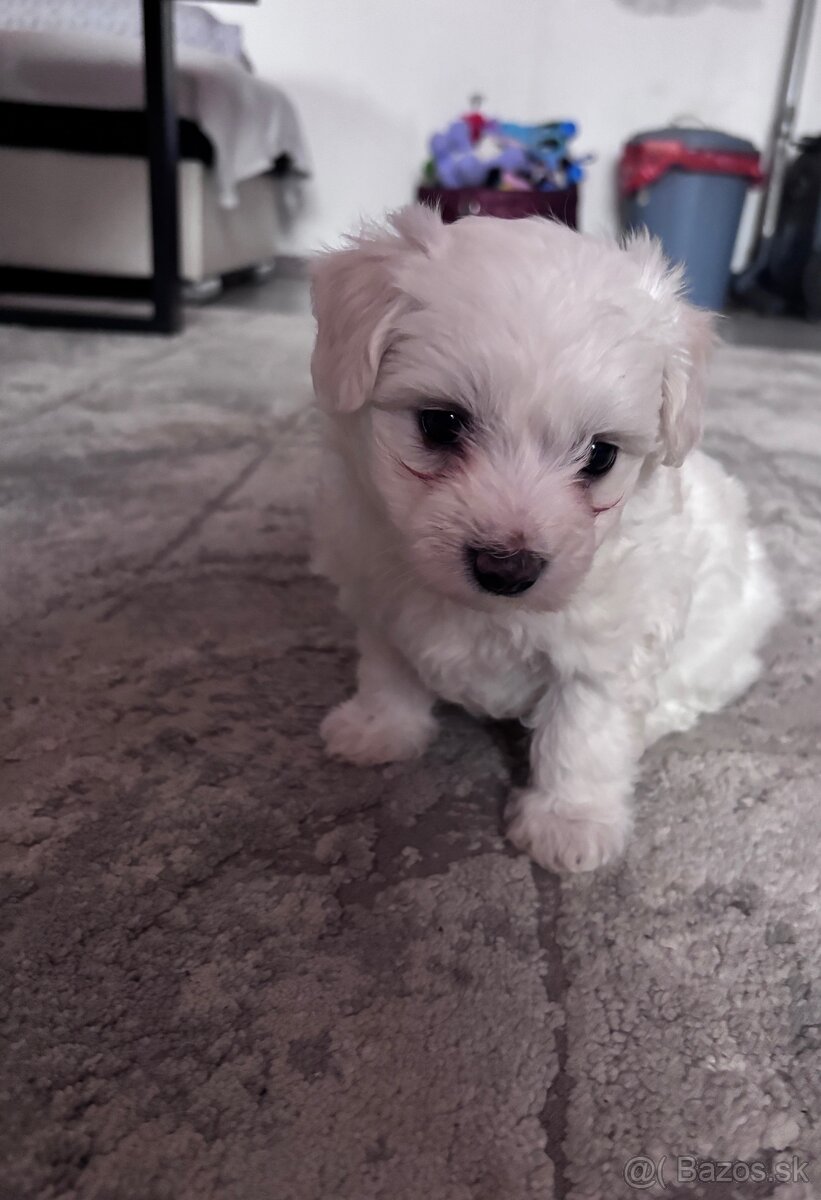 Maltézsky psík - 7