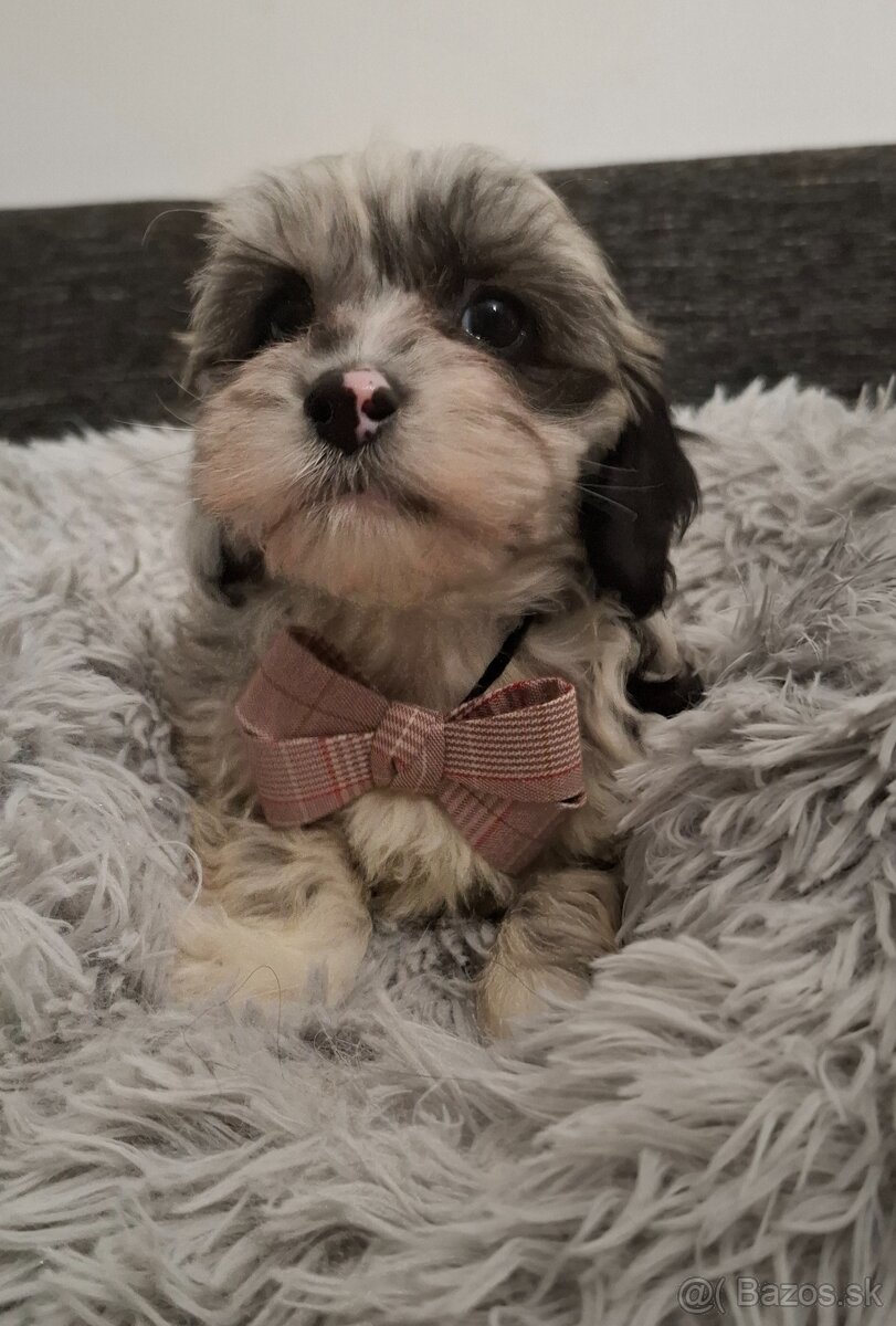 Maltipo,Maltipoo - 7