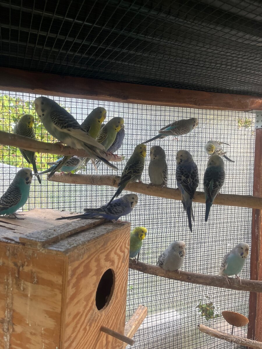 Andulky z volieri - 7