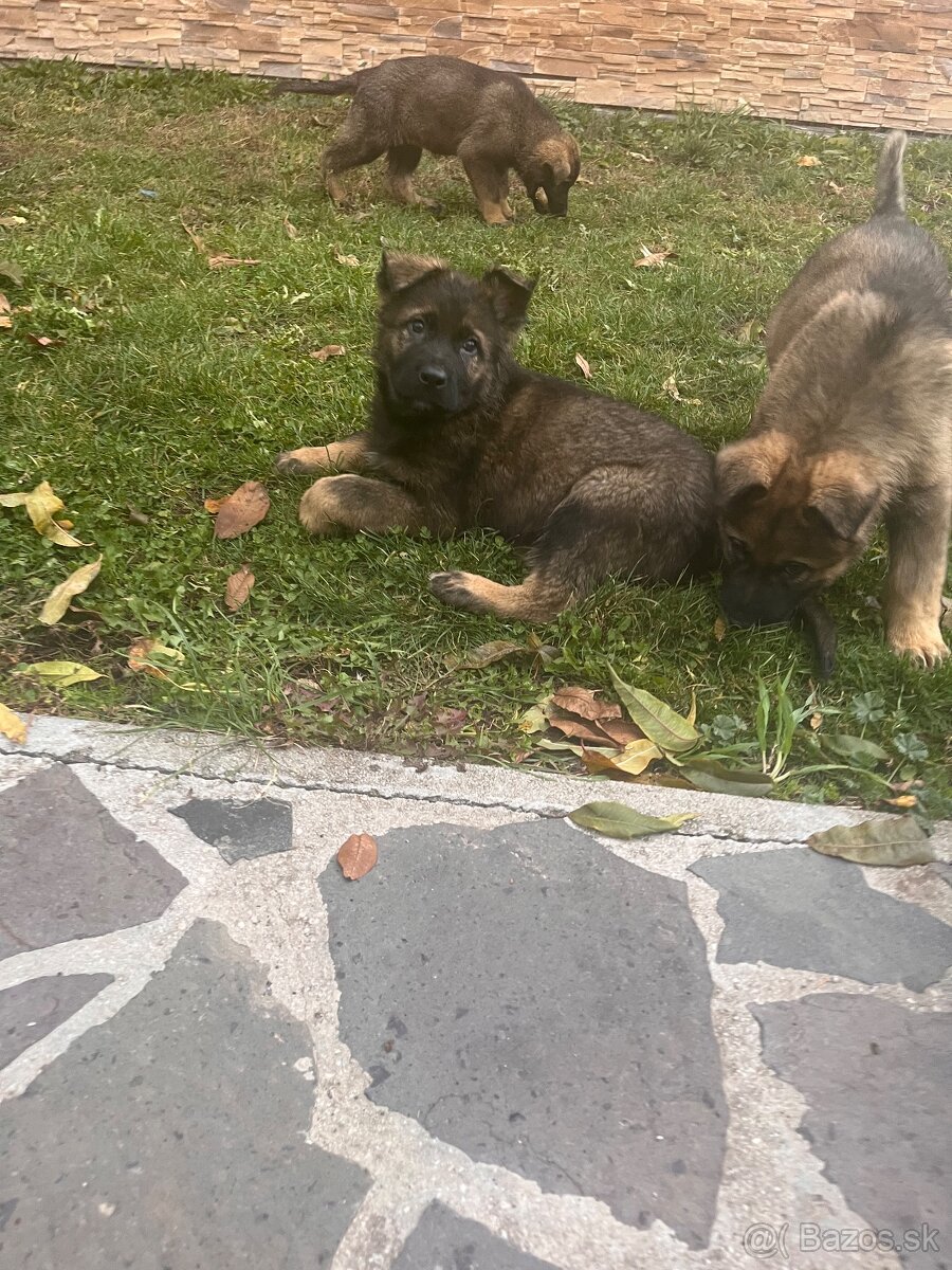 Nemecký ovčiak - 7