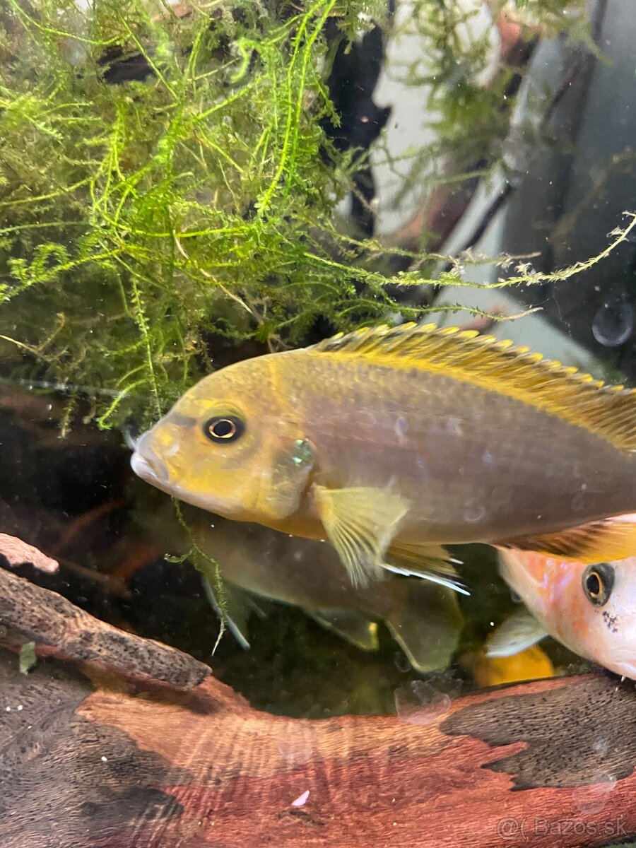 Cichlidy - 7