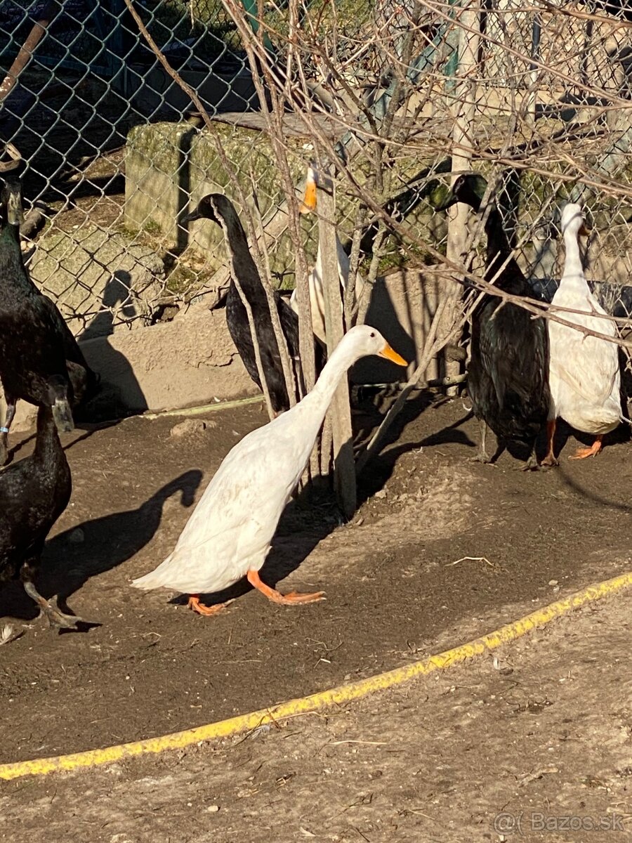 Predám káčerov IB - 7