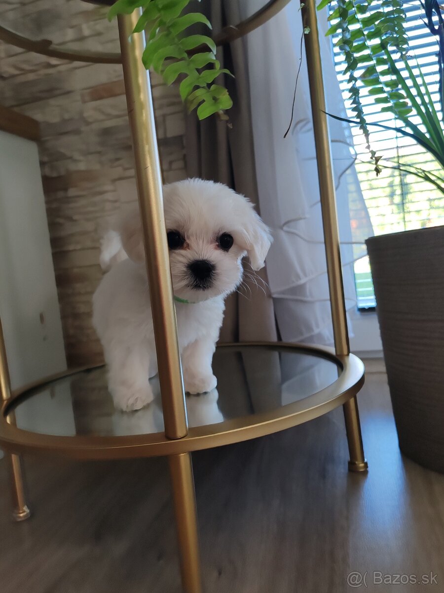 Maltezák šteniatko - 7