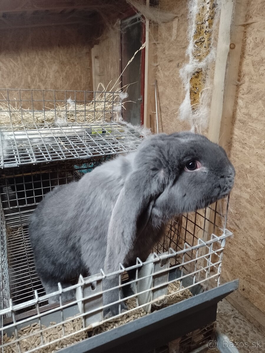 Predám králiky - 7