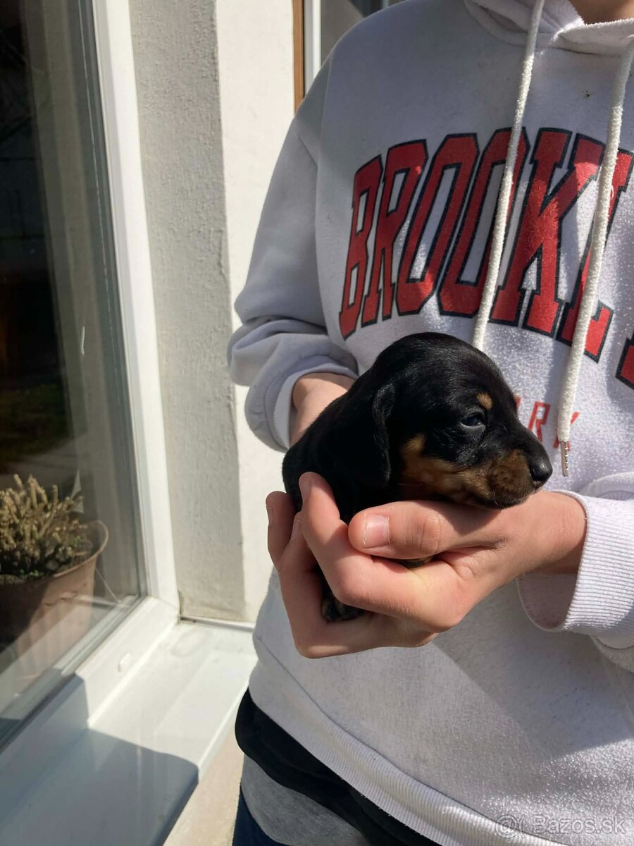 Jazveciky na predaj - 7