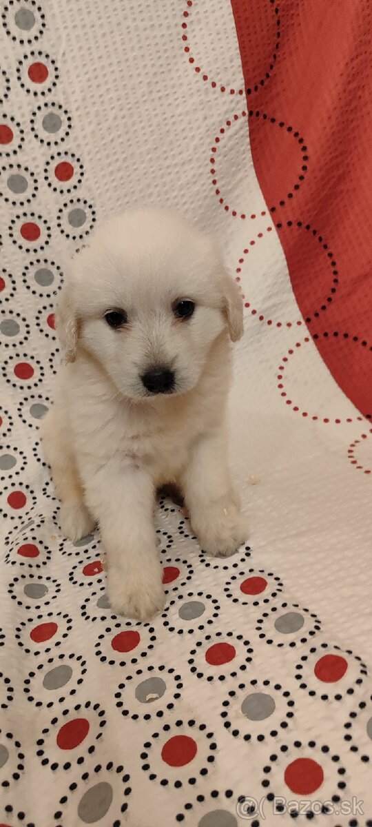 Predám šteniatka slovenského Čuvača - 7