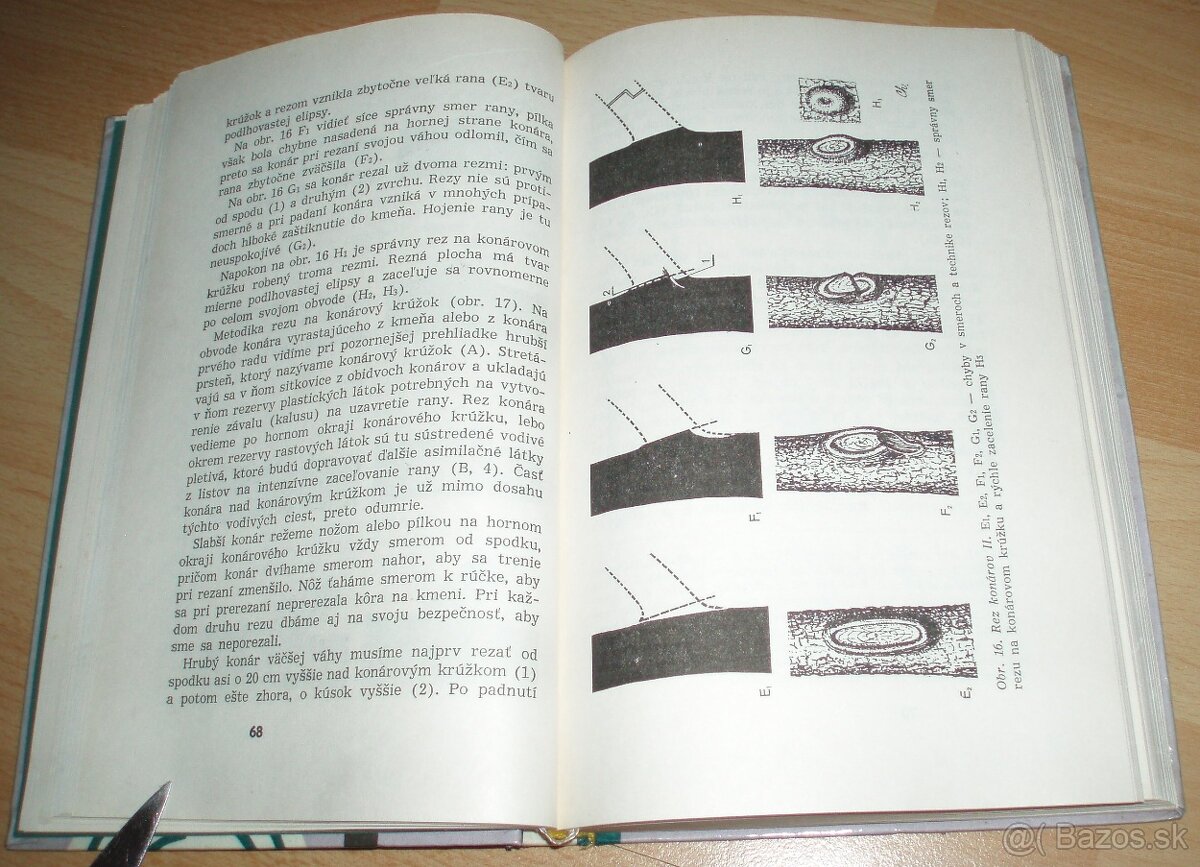 Rez a tvarovanie ovocných drevín - 7