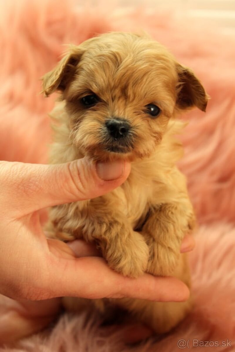 Maltipoo šteniatka - 7