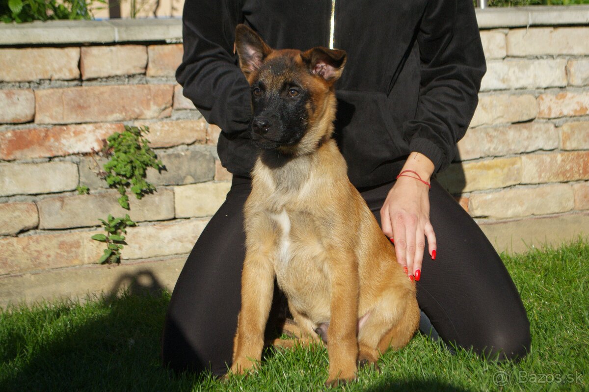 Belgický ovčiak- Malinois s PP - 7