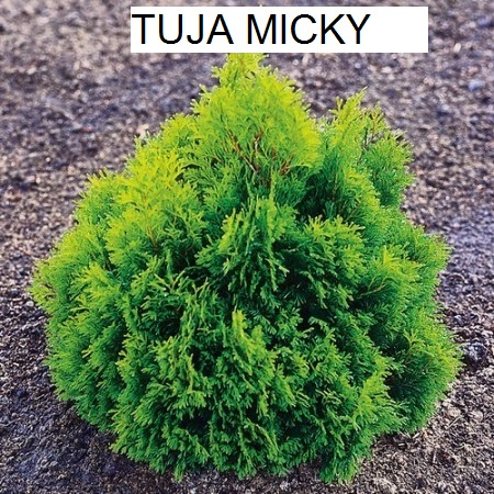 Predám ihličnany, trvalky za super ceny - 7