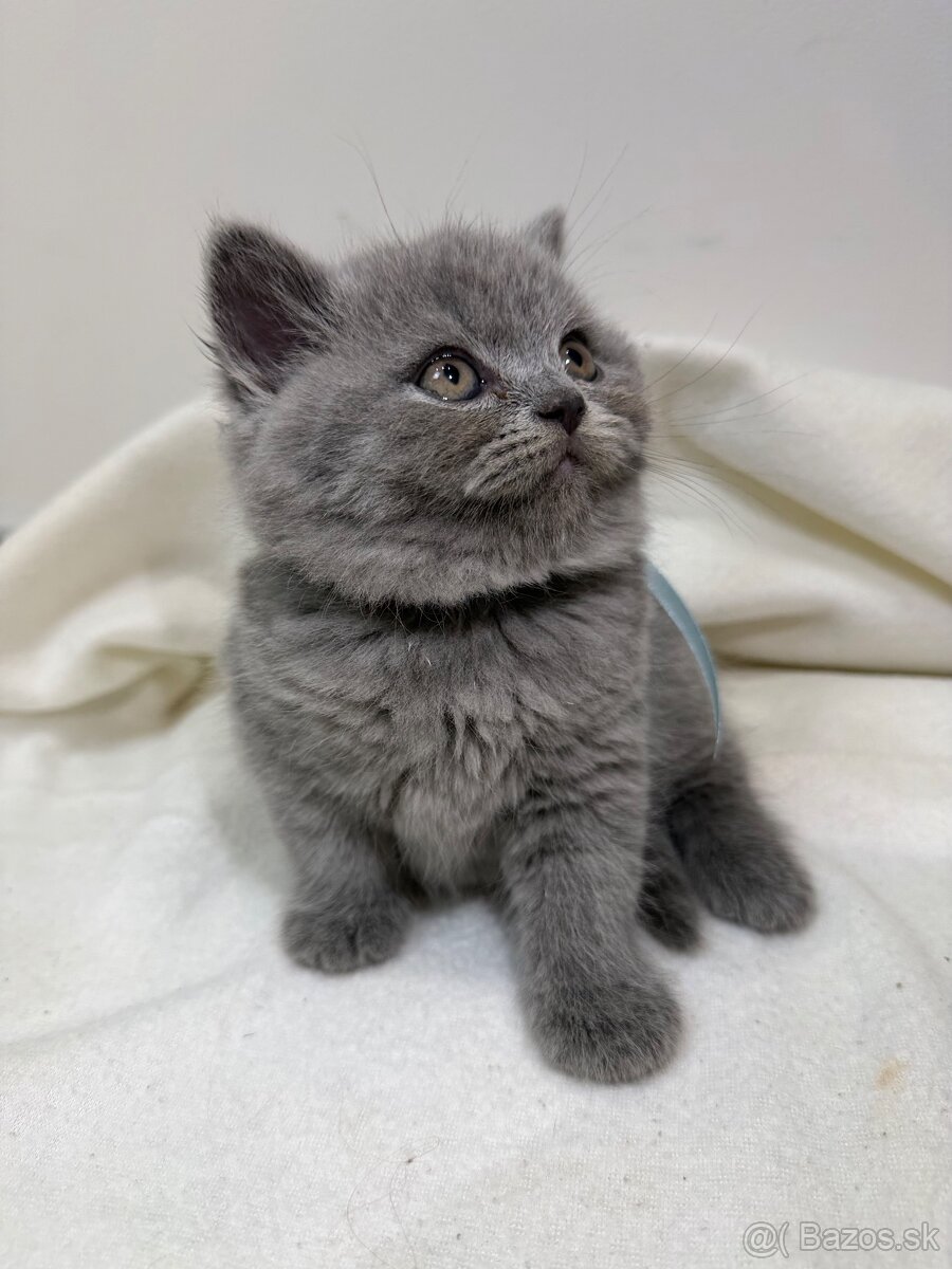 Britske maciatka - 7