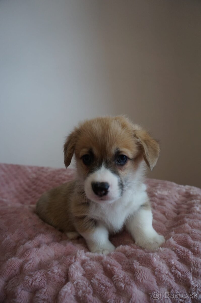 Welsh Corgi Pembroke - 7